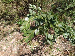 Buxus colchica