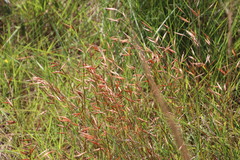 Monocymbium ceresiiforme