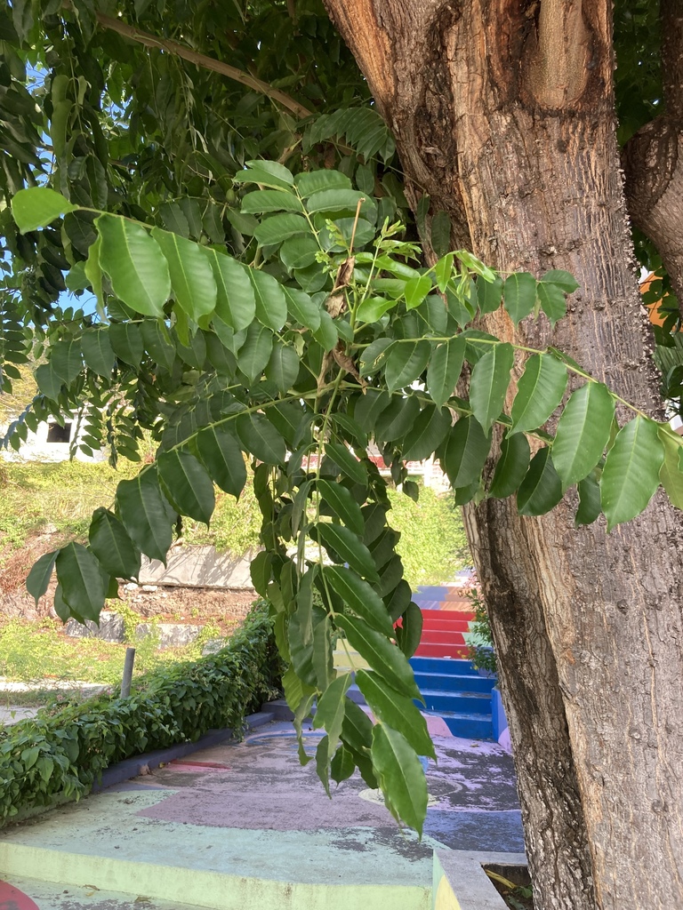 Foto de Umbu