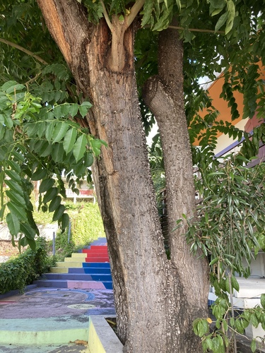 Foto de Umbu