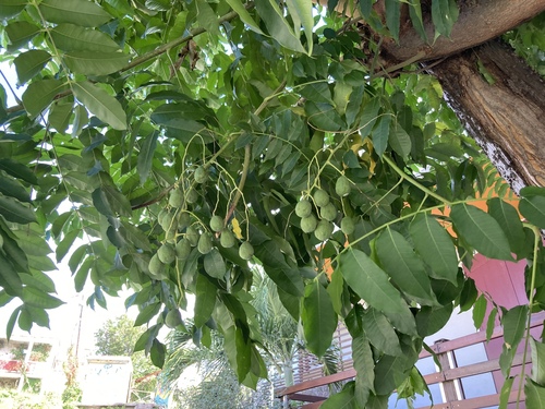 Foto de Umbu