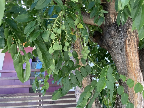 Foto de Umbu