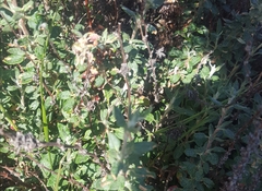 Eriogonum parvifolium