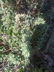 Eriogonum parvifolium