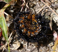 Junonia grisea