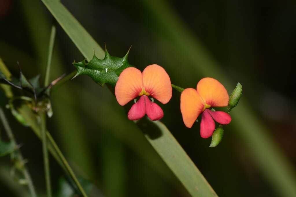 Chorizema nanum