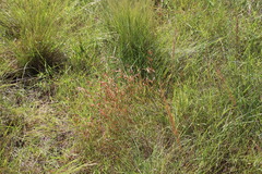 Monocymbium ceresiiforme