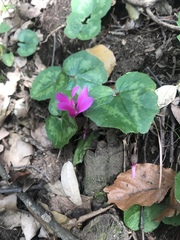 Cyclamen repandum