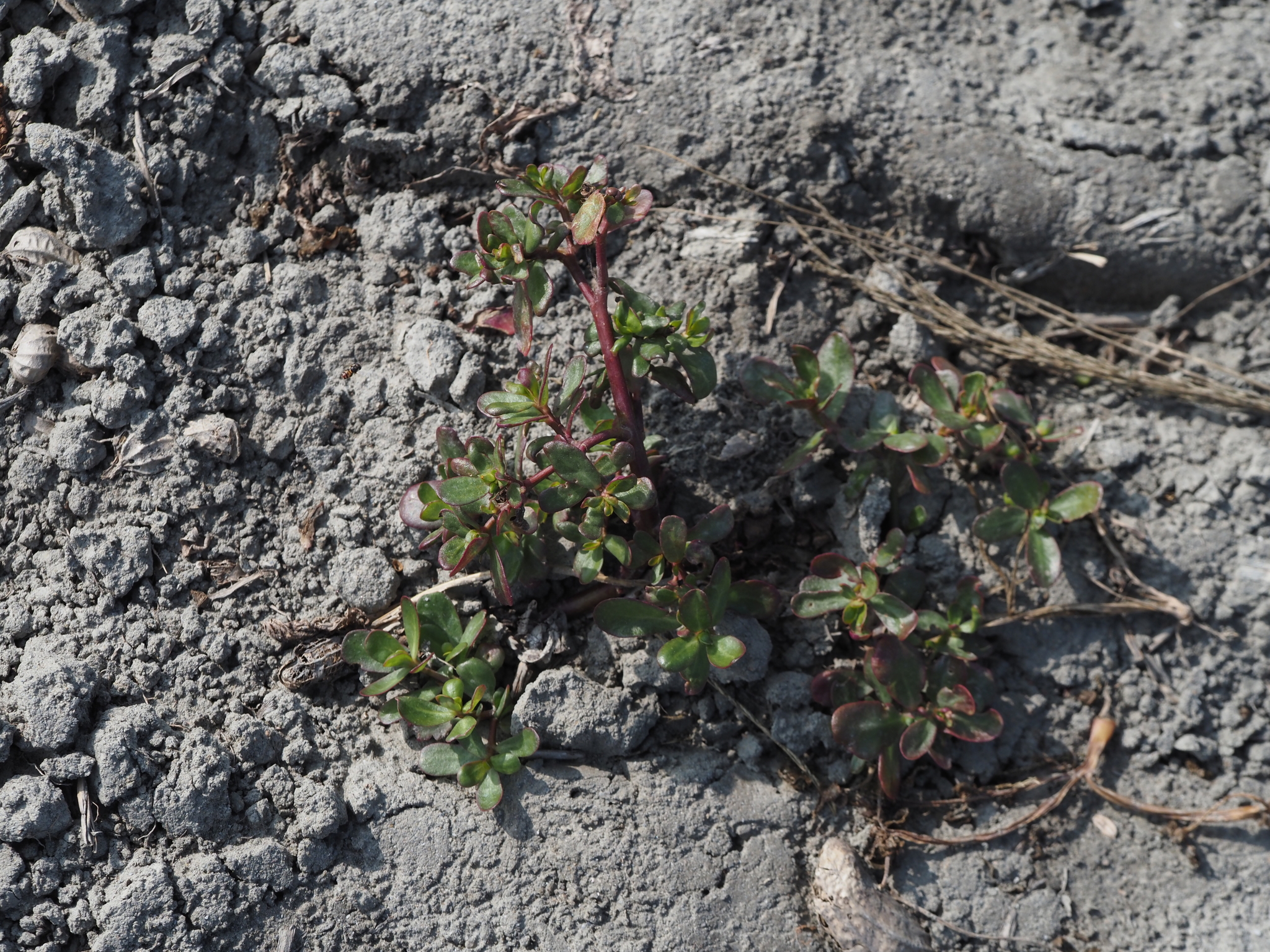 Imagem de Portulaca