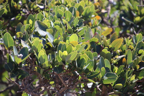 Syzygium cordatum