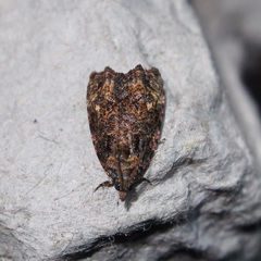 Gatesclarkeana idia