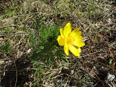 Adonis apennina