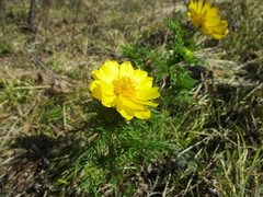 Adonis apennina