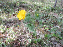 Adonis apennina