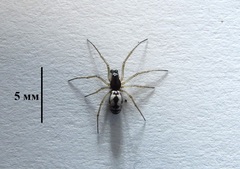 Microlinyphia pusilla