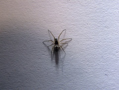 Microlinyphia pusilla