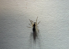 Microlinyphia pusilla