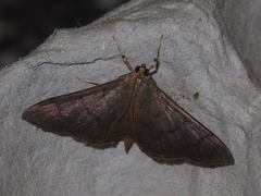 Omiodes pernitescens