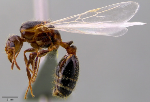 Red Imported Fire Ant photographed in Texas
