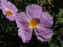 Cistus