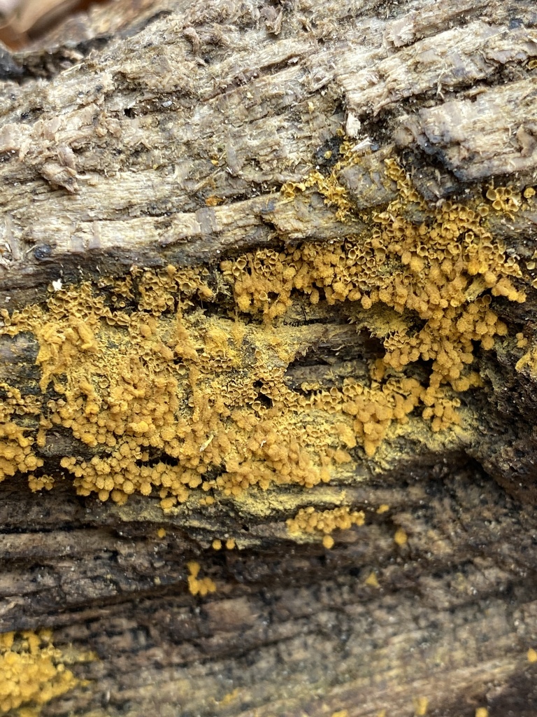 Push Pin Slime Mold In January 2024 By Jim Oehmke INaturalist   Large 