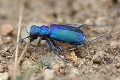 Cicindela plutonica leachi