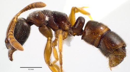 Common Porthole Ant photo 4