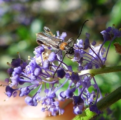 Callimoxys fuscipennis