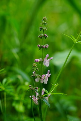 Stachys rigida quercetorum