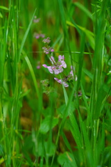 Stachys rigida quercetorum