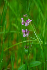 Stachys rigida quercetorum