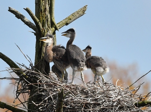 Great Blue Heron photographed in Connecticut