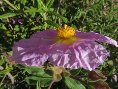 Cistus