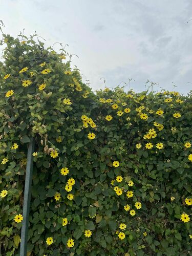 Foto de Maria-sem-vergonha