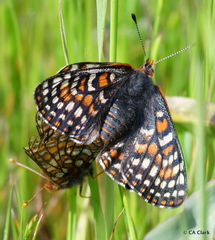Euphydryas editha bayensis