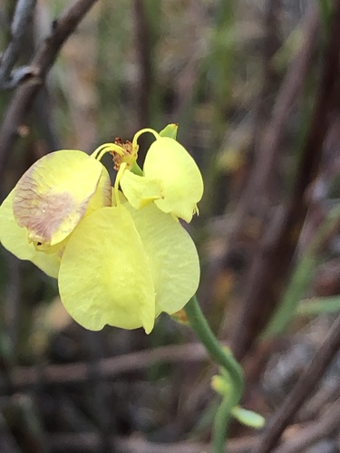Glischrocaryon flavescens, 2024-01-03