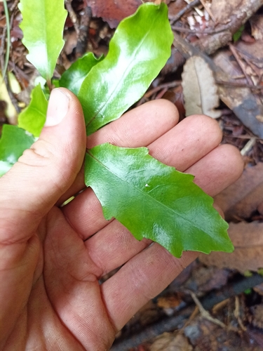 Image of Alseuosmia quercifolia by (c) Oscar Dove, some rights reserved (CC BY)