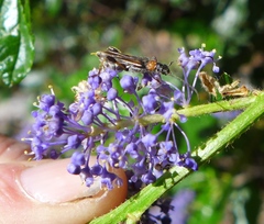 Callimoxys fuscipennis