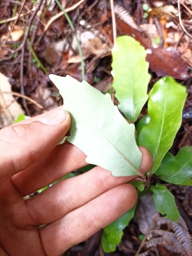 Image of Alseuosmia quercifolia by (c) Oscar Dove, some rights reserved (CC BY)