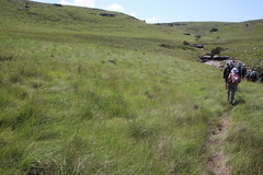 Rhynchospora barrosiana