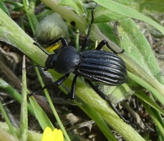 Stenomorpha lecontella