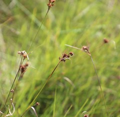 Rhynchospora barrosiana