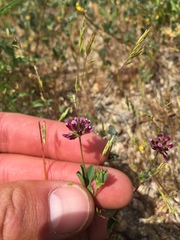 Trifolium gracilentum
