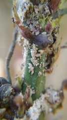 Phenacoccus manihoti