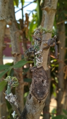 Phenacoccus manihoti