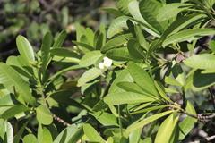 Voacanga thouarsii