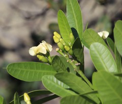 Voacanga thouarsii