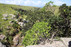 Voacanga thouarsii