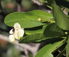 Voacanga thouarsii