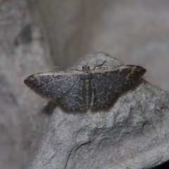 Idaea costiguttata
